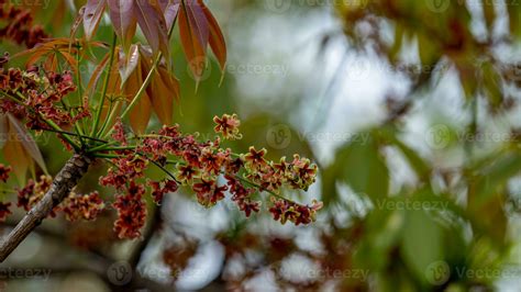 bangar tree in tagalog|In the Philippines, the bangar nut .